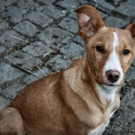 Vakantieboerderij Minho Al *